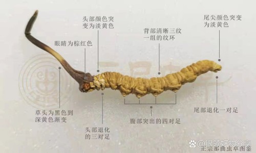 冷水丹草药图与功效-【冷水丹的药用功效与作用是什么】冷水丹草药服用方法 - 冷水丹的药用功效与作用网
